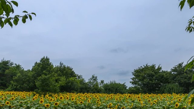 Timelapse of Sunflower Field in the Woods