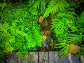 Tropical Forest Park.Beautiful tree garden.The forest is fertile.Tropical forest.