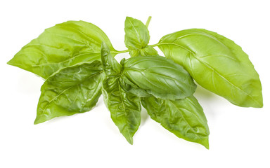 sweet basil herb leaves isolated on white background. Genovese basil leaf.