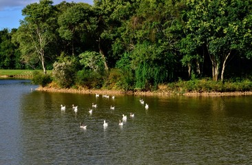 Natureza, Park Tingui em Curitiba - Brasil