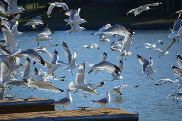 Fototapeta premium seagulls on the lake