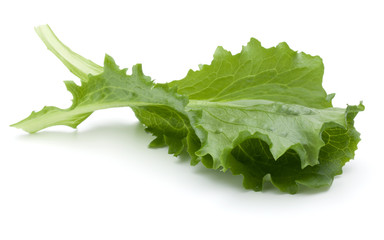 Close up studio shot of fresh green endive salad leaf isolated on white background.
