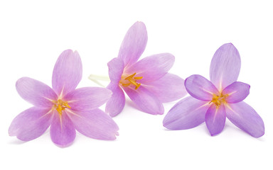 Obraz premium lilac crocus flowers isolated on white background