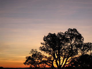 Tree silhouetted in the sunrise.  