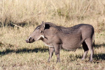 Warthog grazing in grass