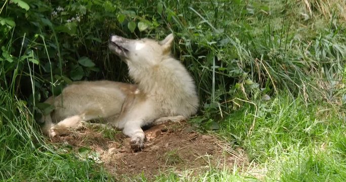 Arctic Wolf, canis lupus tundrarum, Female laying at Den entrance, Real Time 4K