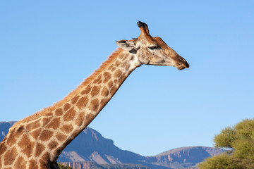 Giraffe in the savannah - South Africa