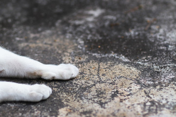 Cat and space for use as background to fill word or something