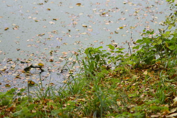 green grass and flowers