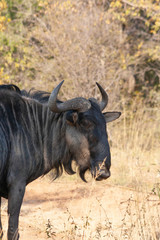Obraz premium Close up of a Blue Wildebeest