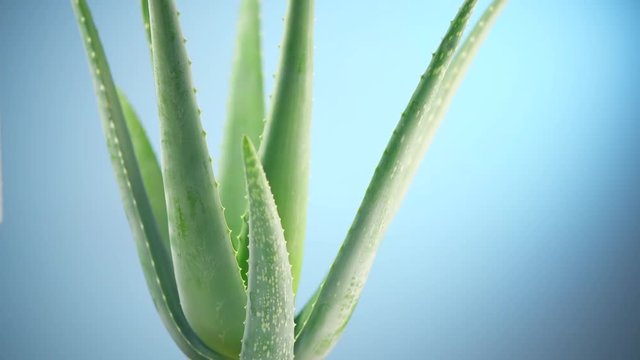Aloe Vera closeup. Aloevera plant rotated on blue background. Natural  organic renewal cosmetics, alternative medicine. Skincare concept. 4K UHD  video footage. 3840X2160