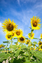 Sun flower  isolated in nice summer time blue sky background, good weahther is nice to hang out for fun or exercise 