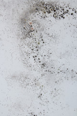 Mold on a white wall