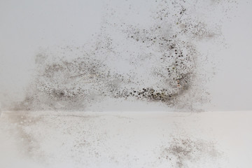 Mold on a white wall