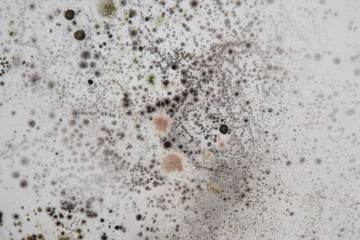 Mold on a white wall