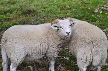 portrait of a sheep in the Netherlands, spend weekend outside of the city with fresh air and nature background. Date time and morning.