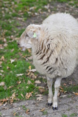 portrait of a sheep in the Netherlands, spend weekend outside of the city with fresh air and nature background. Date time and morning.