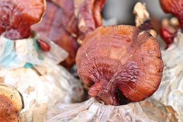 Ganoderma lucidum in farm