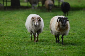 portrait of a sheep in the Netherlands, spend weekend outside of the city with fresh air and nature background. Date time and morning.