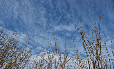 Twiggy trees standing in the crisp winter sky.