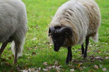 Obraz premium portrait of a sheep in the Netherlands, spend weekend outside of the city with fresh air and nature background. Date time and morning.