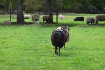 Fototapeta premium portrait of a sheep in the Netherlands, spend weekend outside of the city with fresh air and nature background. Date time and morning.
