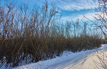 A walking path in a municipal park.