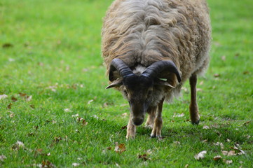 portrait of a sheep in the Netherlands, spend weekend outside of the city with fresh air and nature background. Date time and morning.