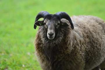 Obraz premium portrait of a sheep in the Netherlands, spend weekend outside of the city with fresh air and nature background. Date time and morning.