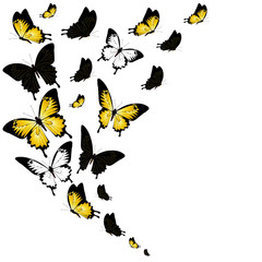 Plakat black butterfly, isolated on a white