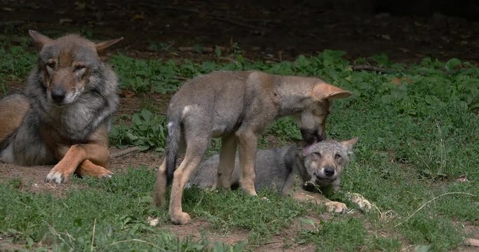European Wolf, canis lupus, Mother and Pup, France, Real Time 4K