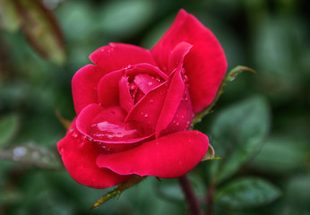 "Be My Valentine" a perfect wild bright red knockout rose Zen Duder Rose Garden Collection