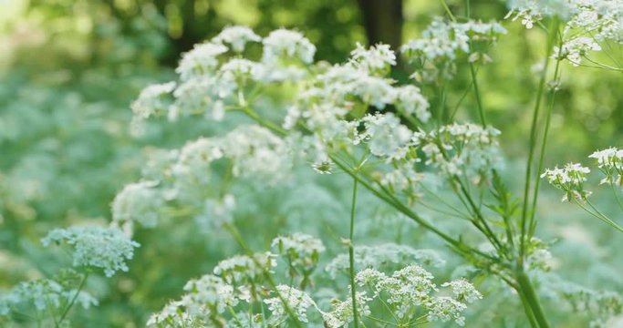 close up view of Hemlock flower in the countryside of Northern Ireland