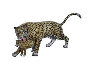 leopard isolated on white background