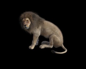 Fototapeta na wymiar Big lion isolated on black