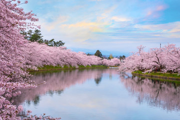 Fototapeta premium Pełny kwiat Sakura - Czereśniowy okwitnięcie przy Hirosaki parkiem, Japonia