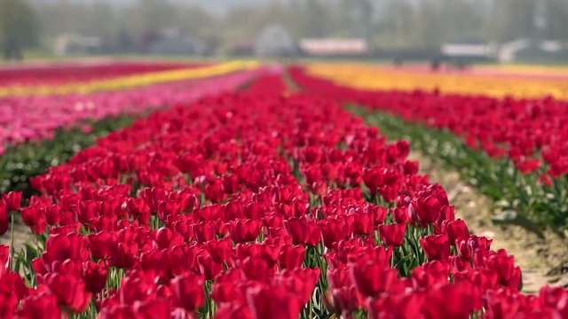 Colorful Tulips in the Field, Chilliwack, BC 4K UHD. A field of tulips in the sunshine. 4K. UHD.