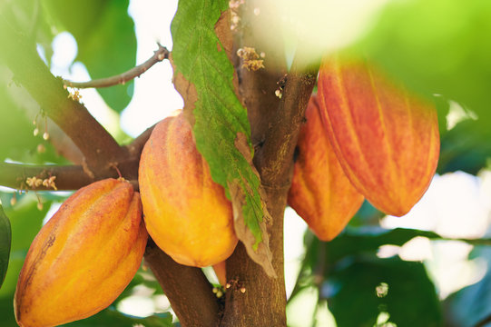 Group Of Orange Color Cacao Pod