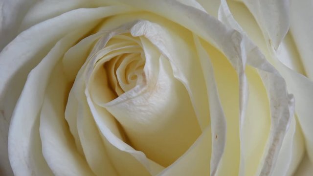 White Rose Closeup Pan