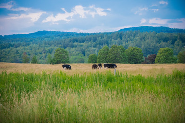black and white cows roaming in a meadow in the mountains
