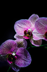 Two orchids on black background