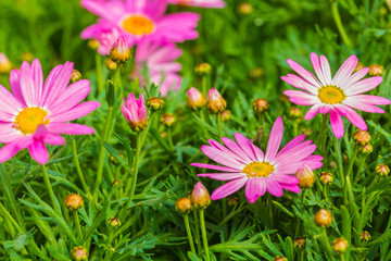 Fototapeta premium Blooming chrysanthemum Argyranthrmum frutescens