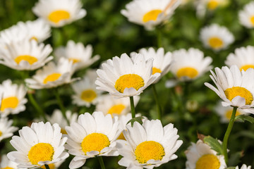 Blooming chrysanthemum Argyranthrmum frutescens