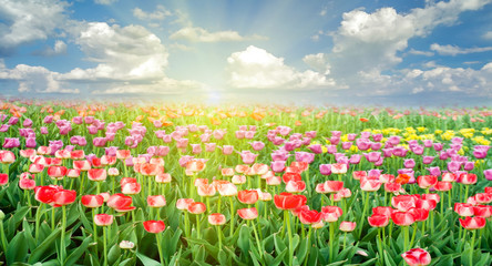 Tulips field against a bright blue sky