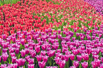 Tulips park Keukenhof multicolor