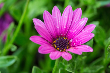 Obraz premium Blooming chrysanthemum Argyranthrmum frutescens