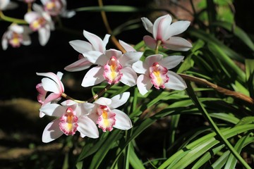 Orchid in the garden. The orchid flower is grown in a demonstration plot. Orchid in Thailand