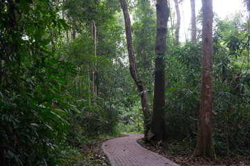Pathway in the middle of jungle