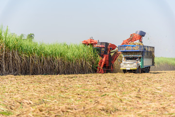 harvest the sugarcane by Sugarcane harvester 