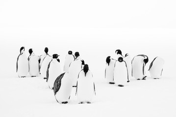 Fototapeta premium Group of emperor penguins
